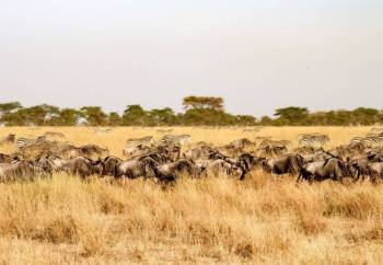 7-Day Classic Northern Tanzania Safari Tour