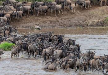 6-Day Serengeti Great Migration Safari Tour