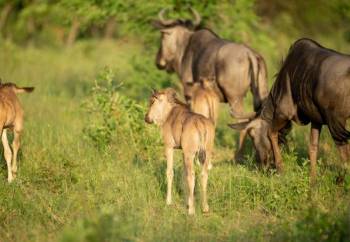 5-Day Ndutu Calving Season Safari Tour