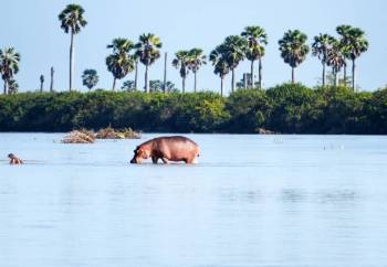 7-Day Southern Tanzania Safari - Nyerere - Ruaha Tour