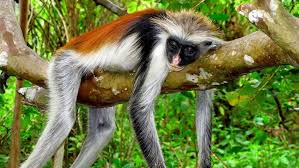 3-Day Zanzibar Highlights Tour