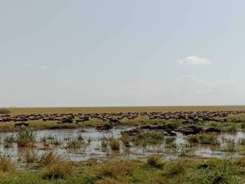 15 Days The Great North Migration-Mara River Crossing Tour