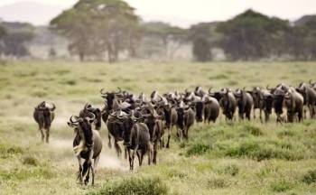 3 Day Ndutu Miration Safari - Calving Season Tour