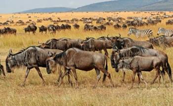 4 Day Ndutu Migration Safari - Calving Season Tour