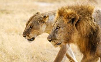 3 Day Nyerere National Park Safari Tour