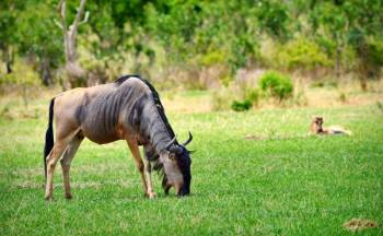 2 Day Mikumi National Park Camping Safari Tour