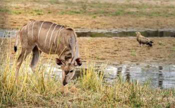 4 Days Ruaha National Park Safari Tour