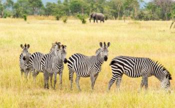 5 Day Nyerere - Mikumi And Udzungwa Safari Adventure Tour