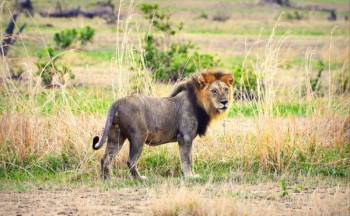 3 Day Mikumi National Park Safari Tour