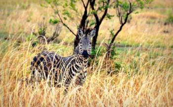 2 Day Mikumi National Park Midrange Safari Tour