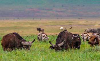 7D Tarangire - Serengeti - Ngorongoro - Hadzabe Tribe And Lake Manyara National Park Safari Tour