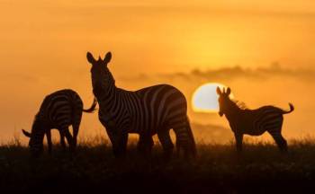 6Days 5Nights Safari Serengeti - Tarangire And Ngorongoro Tour