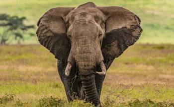 4 Day Tarangire - Serengeti And Ngorongoro Crater Safari Tour