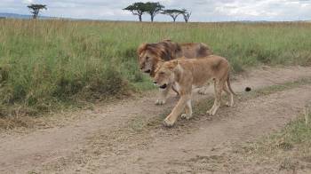 Ngorongoro Tour Packages