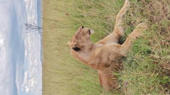 7 Day Serengeti Migration Safari Tour
