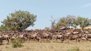 Ngorongoro Tour Packages