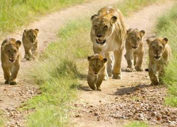 3D 2N Private Safari To Mikumi National Park By Train