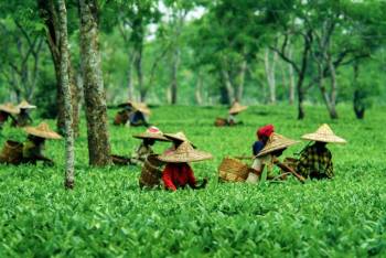 9-Day Assam Tour Package