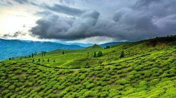 7-Day Assam Tour Package
