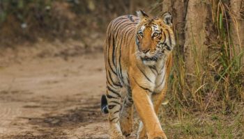 Corbett Wildlife Safari Tour 4 Night - 5 Days