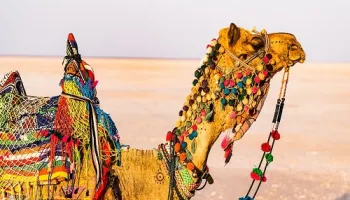 Gujarat Package 6N - 7D