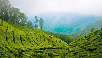 2 Night Cochin - Munnar Tour Package Ex - Cochin