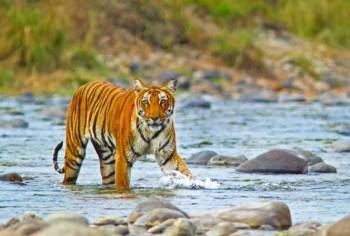 4 Night Corbett Wildlife Safari Tour Ex - Delhi