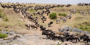 6 Nights 7 Days Tour Package  to Nairobi National Park, Amboseli National Park and Masai Mara Nation