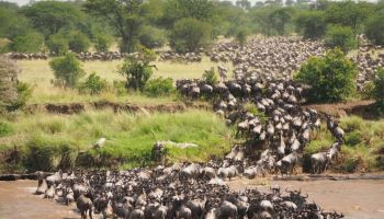 4 Nights / 5 Days Nairobi - Masai Mara - Mombasa Discovery