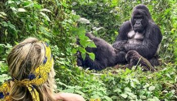 10 Days Uganda Gorilla And Chimp Tour