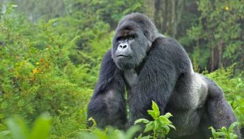 5 Days Into The Mist - Uganda Gorilla Trekking Safari Tour