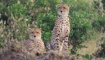 3-Day Majestic Masai Mara Road Safari Tour