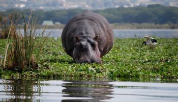 4-Day Classic Kenya Safari Tour