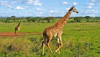 5 Nights 6 Days Nairobi - Masai Mara Safari Experience Tour