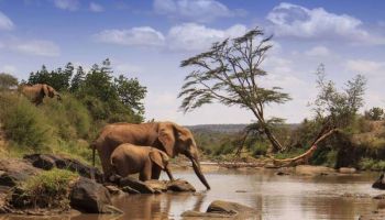 10-Day Classic Kenya Safari Package
