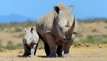 12-Day Best Of Kenya Safari - Coast Tour