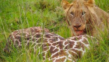4-Day Masai Mara Safari - Classic Wildlife - Nairobi Experience Tour