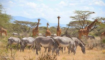 7-Day Kenya Wildlife - Culture Safari Tour