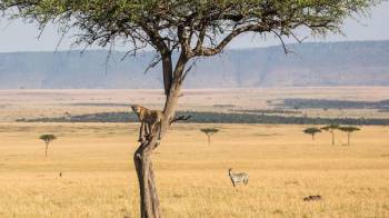 11 Days Tanzania Plains Safari Tour