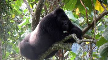 6 Days Classic Primate Safari Tour