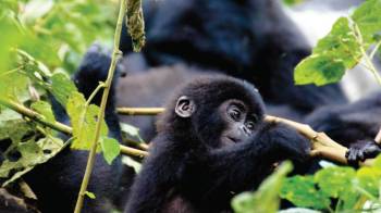 6 Days Uganda Mountain Gorillas Tour