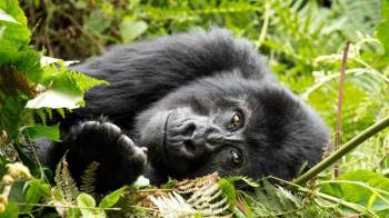 7 Days Rwanda Gorillas - Nyungwe Forest Tour