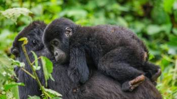 8 Days Primate Experience Tour