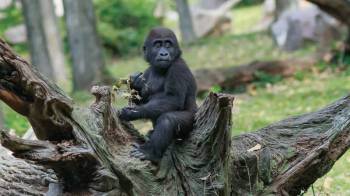 8 Days Uganda Primate Safari Tour