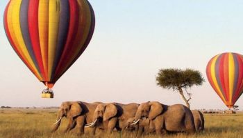 1 Day Serengeti - Hot Air Balloon Tour