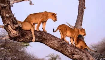 14N 15D Tanzania - Adventure And Sun Seeker Tour