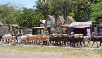 One Day Tanzania - Village Walk Tour