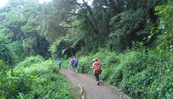 1 Day Tanzania - Forest Hike Tour