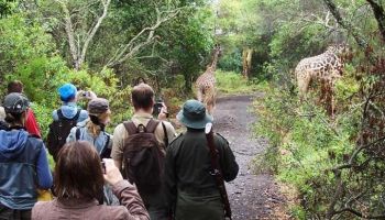 1 Day Tanzania - Short Nature Walk Tour