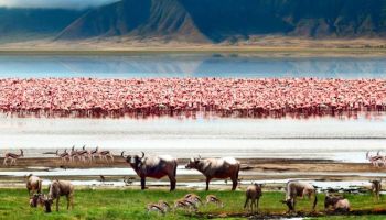 1 Day Olmoti Full Day Hike And Game Drive Excursion Tour